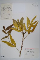 細葉十大功勞藏品圖，第1張