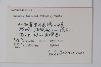 細葉十大功勞藏品圖，第2張