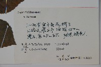 登錄號:S060069藏品圖，第2張