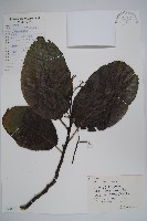 破布烏藏品圖，第1張