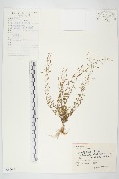 土丁桂藏品圖，第1張