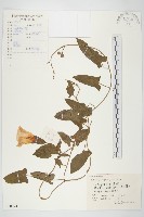 篱打碗花藏品圖，第1張