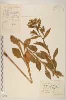 白頂飛蓬藏品圖，第1張