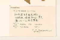 白頂飛蓬藏品圖，第3張