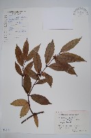 紫花絡石藏品圖，第1張