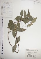 絡石藏品圖，第1張