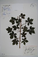 五加藏品圖，第1張