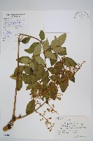 蔥木藏品圖，第1張