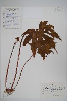 掌裂葉秋海棠藏品圖，第1張