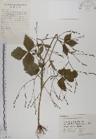 鴨兒芹藏品圖，第1張