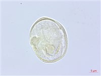 登錄號:S060163藏品圖，第2張