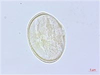 登錄號:S060163藏品圖，第3張