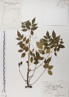 楝、苦楝藏品圖，第1張