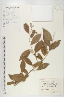 銀果胡頹子藏品圖，第1張