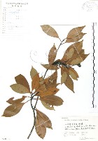 豬腳楠藏品圖，第1張