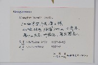 長毛八角楓藏品圖，第2張