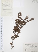 小葉赤楠藏品圖，第1張