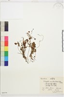 登錄號:S060194藏品圖，第1張