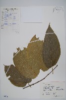 長毛八角楓藏品圖，第1張