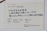 長毛八角楓藏品圖，第2張