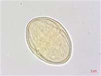 中華水芹藏品圖，第1張