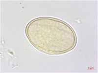 中華水芹藏品圖，第2張