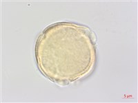 中華水芹藏品圖，第3張