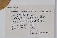 八角楓、瓜木藏品圖，第2張