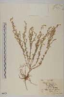 黑紫冷蒿藏品圖，第1張