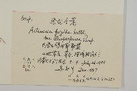 黑紫冷蒿藏品圖，第2張