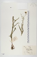 山柳菊藏品圖，第1張