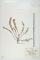 阿爾泰狗娃花藏品圖，第1張