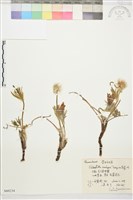 蒙古白頭翁藏品圖，第1張