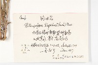 狗娃花藏品圖，第2張