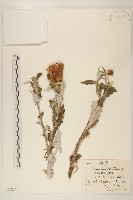 鰭薊藏品圖，第1張