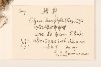 鰭薊藏品圖，第2張