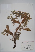 大果琉璃草藏品圖，第1張