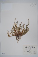 狹苞斑種草藏品圖，第1張