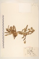 華蒲公英藏品圖，第1張