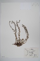 鈍葉齒緣草藏品圖，第1張