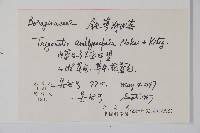 鈍萼附地菜藏品圖，第2張