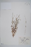 附地菜藏品圖，第1張