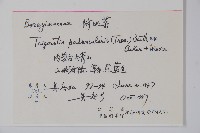 附地菜藏品圖，第2張