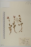 小紅菊藏品圖，第1張