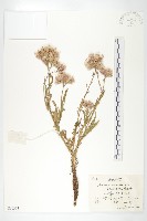 倒羽葉鳳毛菊藏品圖，第1張