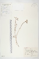 興安野青茅藏品圖，第1張