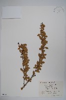 置疑小檗藏品圖，第1張