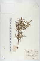 醋柳藏品圖，第1張