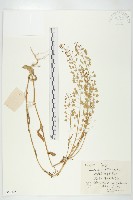 薺藏品圖，第1張