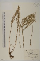 西伯利亞三毛草藏品圖，第1張